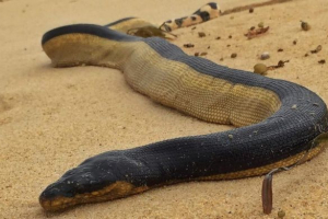 Do california beach skoczył trujący wąż morski